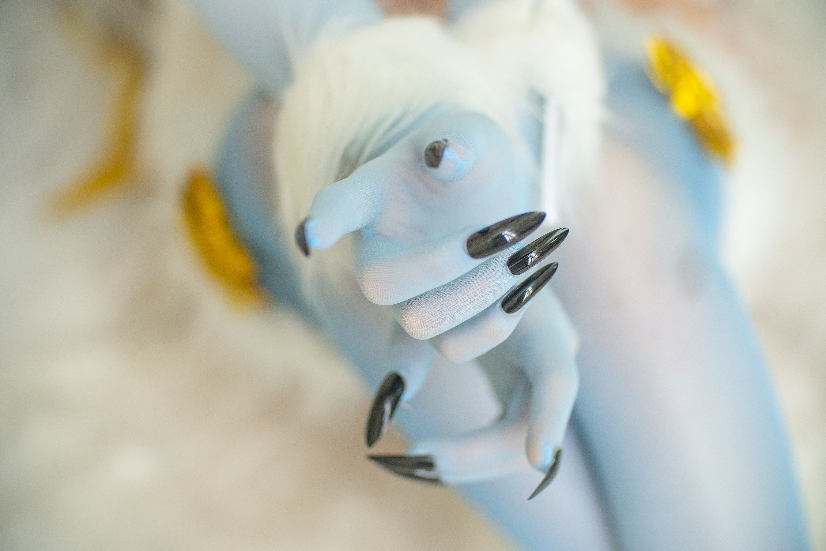 起司块wii – 皇女危险野兽 Cosplay-第4张